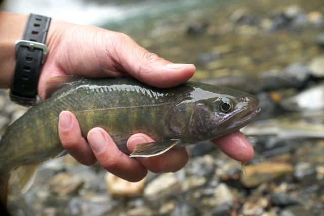 黒部川支流黒薙川北又谷の岩魚をマウスフライで釣る