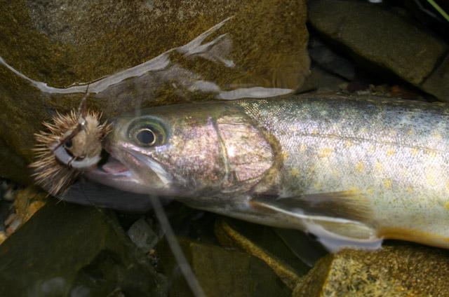 黒部川支流黒薙川北又谷の岩魚をマウスフライで釣る