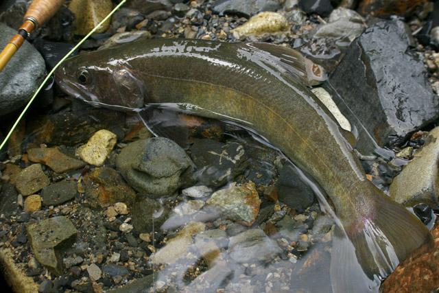 黒部川支流黒薙川北又谷の岩魚をマウスフライで釣る